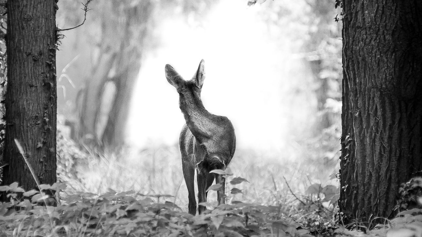 11.01.2022      "Aufgenommen im Wiener Zentralfriedhof."      Kamera: Nikon D610, Nikkor-80200mm 2,8  Mehr Fotos von Martin Hollaus