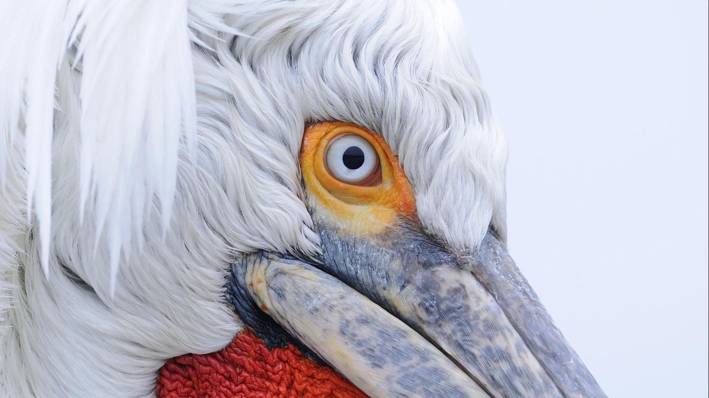 Pelikan