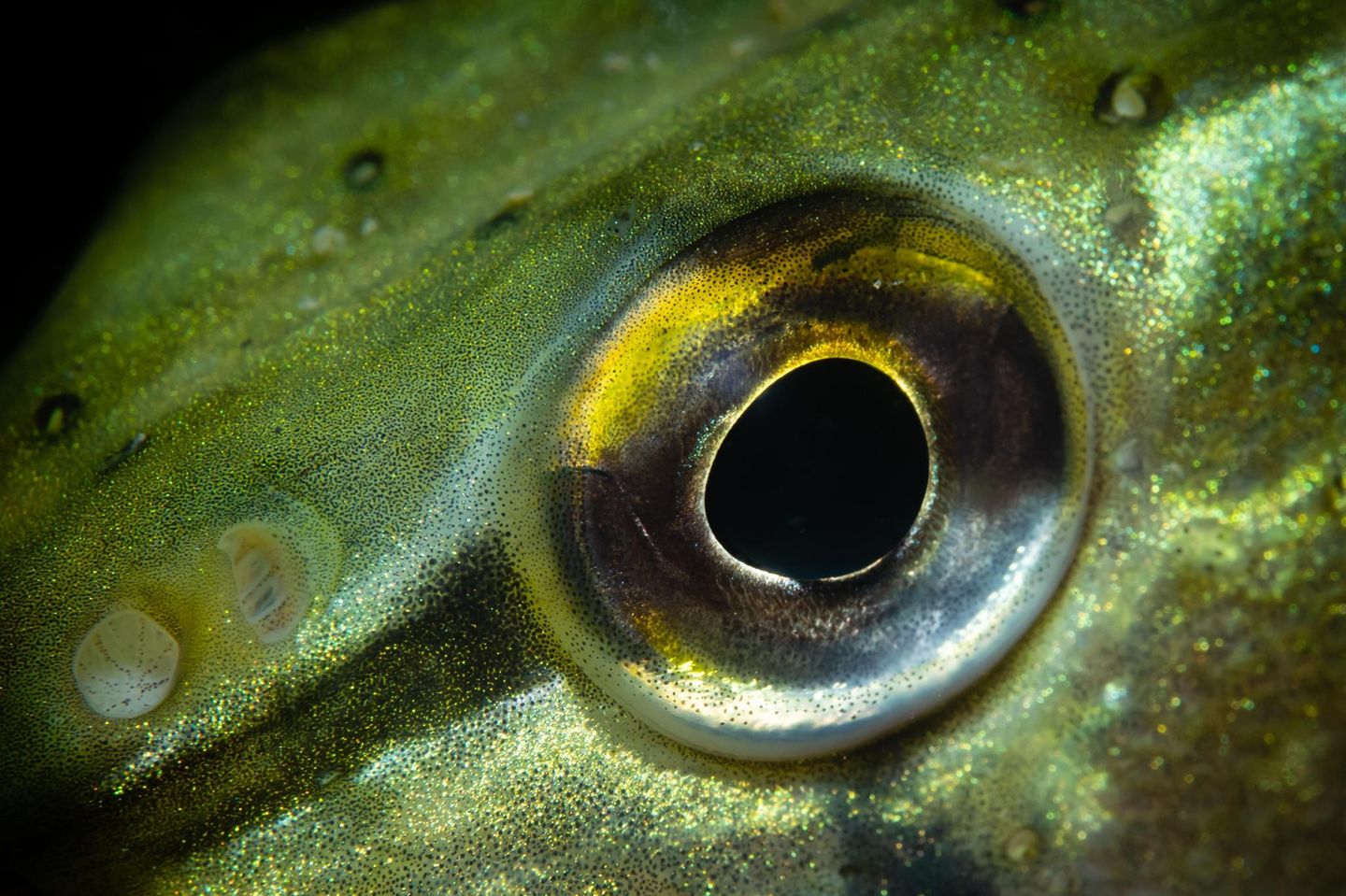 Sein hochentwickelter Sehsinn ist in der Lage, von Nah- auf Fernsicht umzustellen.