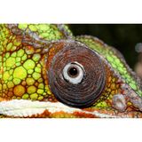 Kann jedes Auge unabhängig voneinander bewegen, sodass es alles im Blick behält.