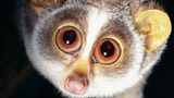 Die großen Augen ermöglichen ein Leben als nachtaktiver Baumbewohner.