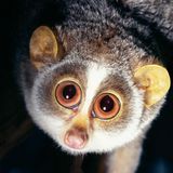 Die großen Augen ermöglichen ein Leben als nachtaktiver Baumbewohner.