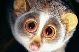 Die großen Augen ermöglichen ein Leben als nachtaktiver Baumbewohner.