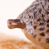 Die Augen sitzen am Ende der Fühler. Immerhin: Ein paar Zentimeter weit reicht der Blick.