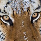 Sein Sehvermögen ist bei Nacht ungefähr sechsmal so gut wie das des Menschen.