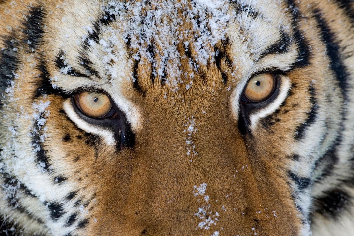 Sein Sehvermögen ist bei Nacht ungefähr sechsmal so gut wie das des Menschen.