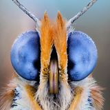 Kann mit seinen Facettenaugen Farben, etwa von Blüten, und ultraviolettes Licht gut erkennen.