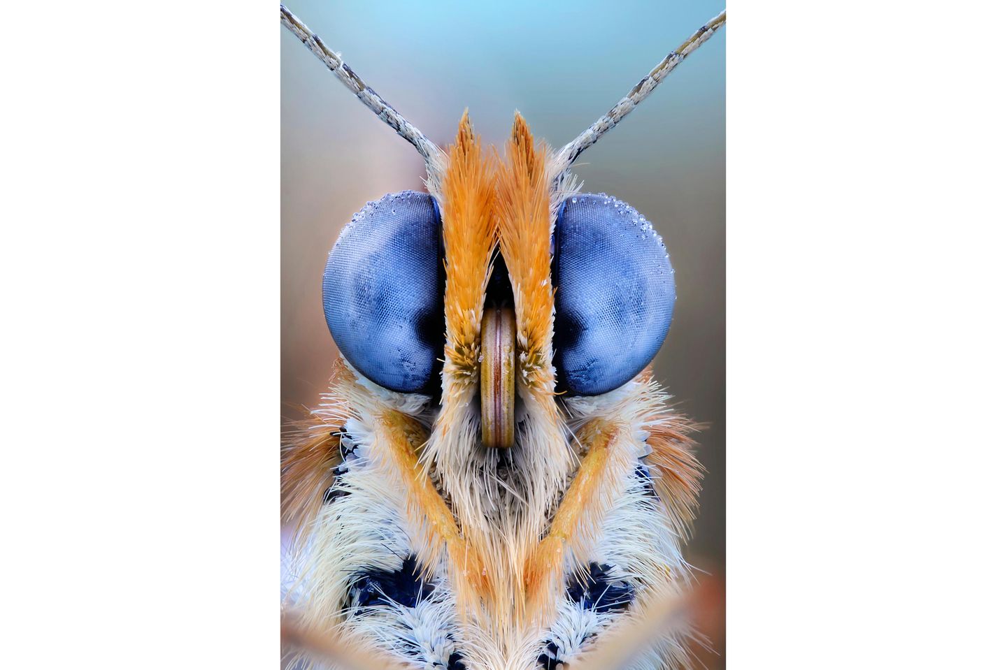 Kann mit seinen Facettenaugen Farben, etwa von Blüten, und ultraviolettes Licht gut erkennen.