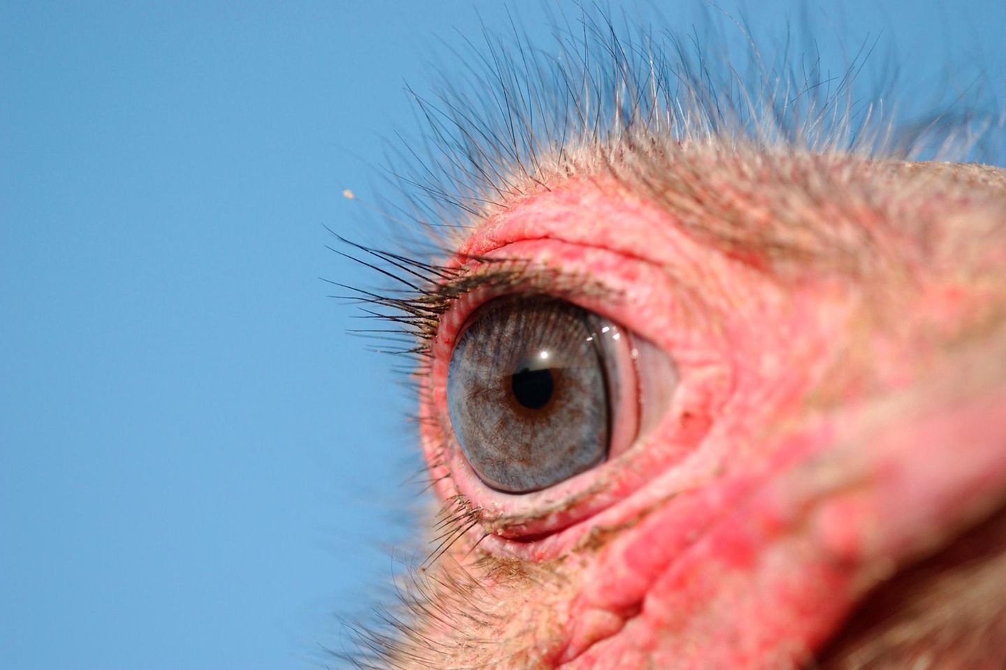 Hat die größten Augen aller Landlebewesen, erkennt Tiere noch in 3,5 Kilometer Entfernung.