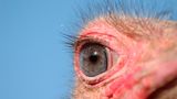 Hat die größten Augen aller Landlebewesen, erkennt Tiere noch in 3,5 Kilometer Entfernung.