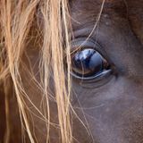 Die seitlich angeordneten Augen helfen, Feinde aus jeder Richtung schnell zu erkennen – wichtig für jedes Fluchttier.