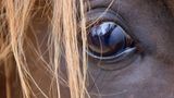Die seitlich angeordneten Augen helfen, Feinde aus jeder Richtung schnell zu erkennen – wichtig für jedes Fluchttier.