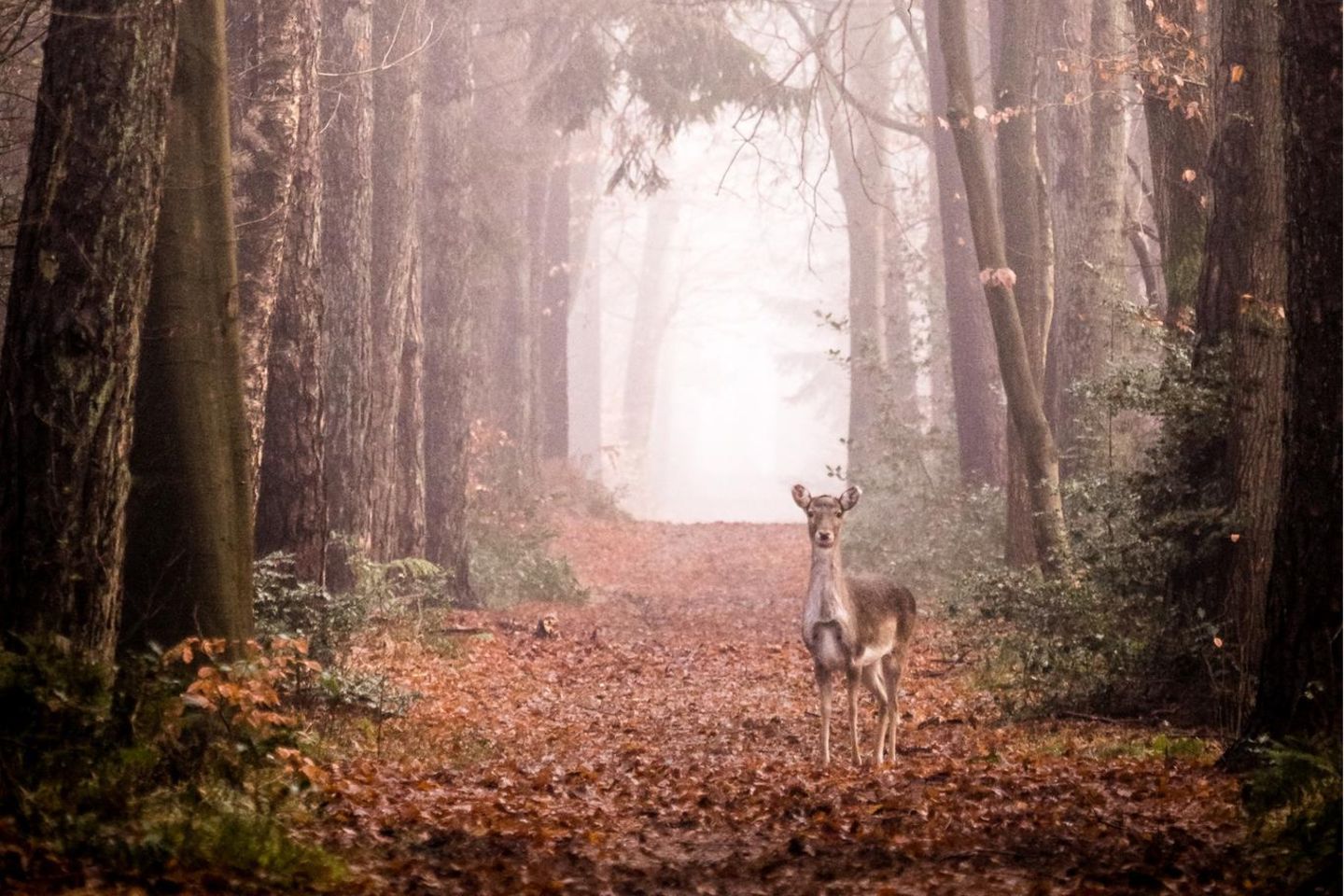 GEO LESERFOTO: 13.01.2022 "Eigentlich wollte ich nur den Weg mit dem Nebel fotografieren – ich hatte mich schon hingehockt und die Kamera im Anschlag. Plötzlich stand das Reh direkt auf dem Weg. Über 1 Minute verweilten wir so, das Dammwild kam sogar ein paar Schritte auf mich zu. Dann bellte es, der sogenannte Schreckruf, und verschwand daraufhin wieder in den Wald." Kamera: Sony A6500 - SEL Sony 200-600mm Mehr Fotos von Michael Schmidt 13.01.2022 "Eigentlich wollte ich nur den Weg mit dem Nebel fotografieren – ich hatte mich schon hingehockt und die Kamera im Anschlag. Plötzlich stand das Reh direkt auf dem Weg. Über 1 Minute verweilten wir so, das Dammwild kam sogar ein paar Schritte auf mich zu. Dann bellte es, der sogenannte Schreckruf, und verschwand daraufhin wieder in den Wald." Kamera: Sony A6500 - SEL Sony 200-600mm Mehr Fotos von Michael Schmidt