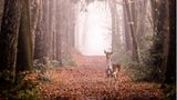 13.01.2022  "Eigentlich wollte ich nur den Weg mit dem Nebel fotografieren – ich hatte mich schon hingehockt und die Kamera im Anschlag. Plötzlich stand das Reh direkt auf dem Weg. Über 1 Minute verweilten wir so, das Dammwild kam sogar ein paar Schritte auf mich zu. Dann bellte es, der sogenannte Schreckruf, und verschwand daraufhin wieder in den Wald."  Kamera: Sony A6500 - SEL Sony 200-600mm  Mehr Fotos von Michael Schmidt