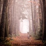 13.01.2022  "Eigentlich wollte ich nur den Weg mit dem Nebel fotografieren – ich hatte mich schon hingehockt und die Kamera im Anschlag. Plötzlich stand das Reh direkt auf dem Weg. Über 1 Minute verweilten wir so, das Dammwild kam sogar ein paar Schritte auf mich zu. Dann bellte es, der sogenannte Schreckruf, und verschwand daraufhin wieder in den Wald."  Kamera: Sony A6500 - SEL Sony 200-600mm  Mehr Fotos von Michael Schmidt
