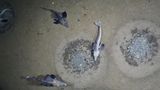 Fisch-Brutkolonie im Weddellmeer