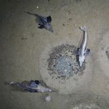 Fisch-Brutkolonie im Weddellmeer