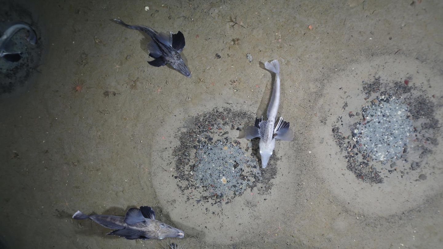 Fisch-Brutkolonie im Weddellmeer Fisch-Brutkolonie im Weddellmeer
