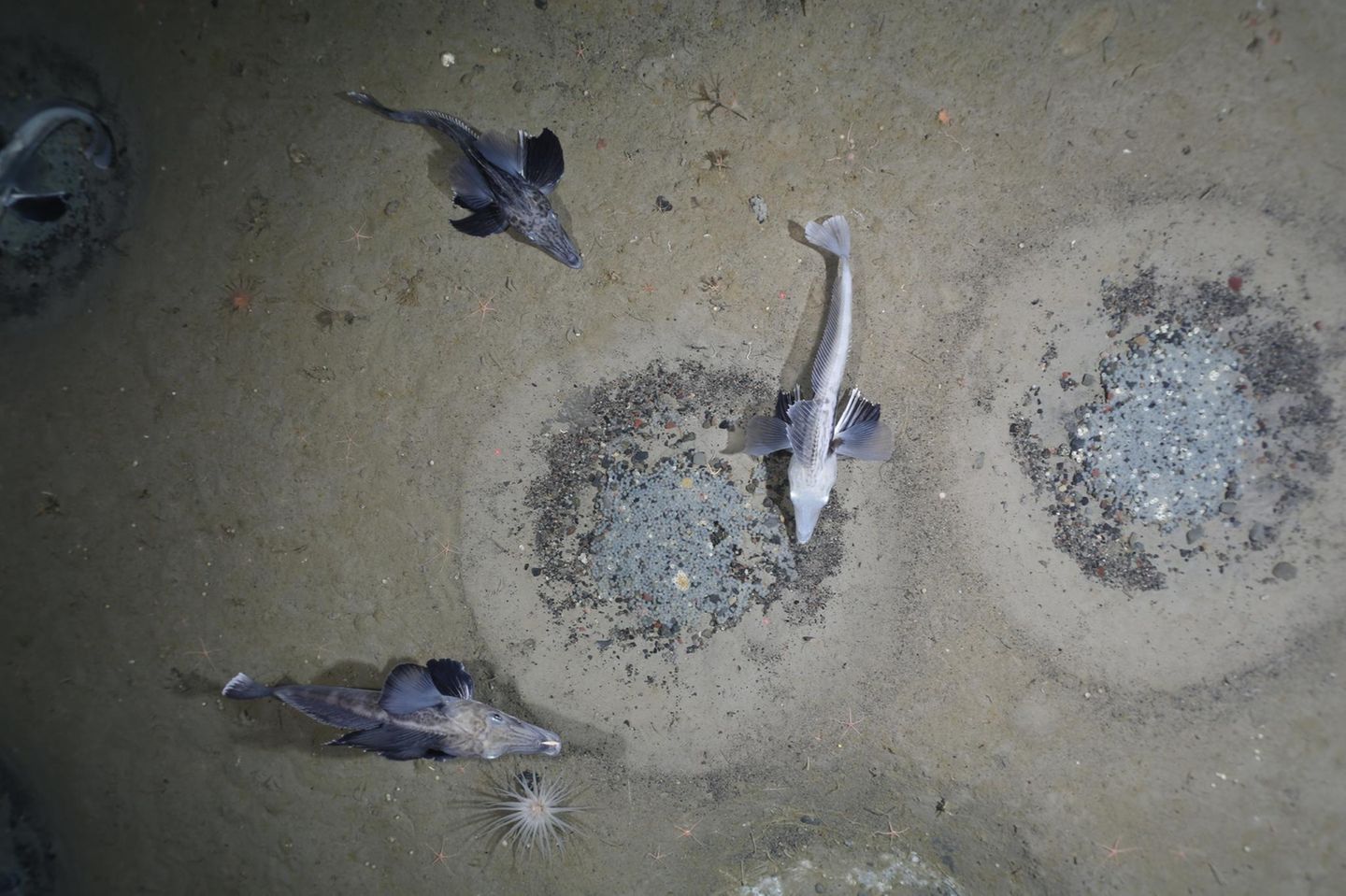 Fisch-Brutkolonie im Weddellmeer