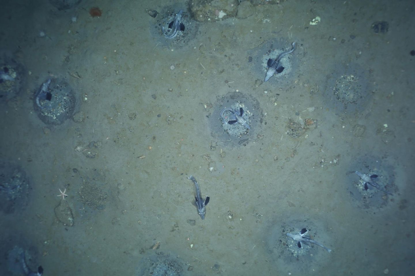 Brutkolonie von Fischen am Meeresgrund Brutkolonie von Fischen am Meeresgrund