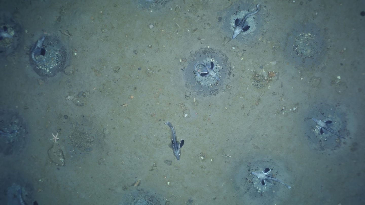 Brutkolonie von Fischen am Meeresgrund Brutkolonie von Fischen am Meeresgrund