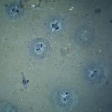 Brutkolonie von Fischen am Meeresgrund