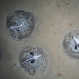 Kreisförmige Nester am Meeresgrund