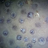 Fisch-Brutkolonie in der Antarktis