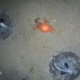 Aufnahmen des Alfred-Wegener-Instituts von der Fischbrut-Kolonie