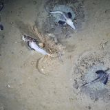 Fischnester im Weddellmeer