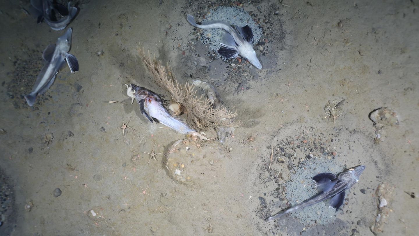 Fischnester im Weddellmeer Fischnester im Weddellmeer