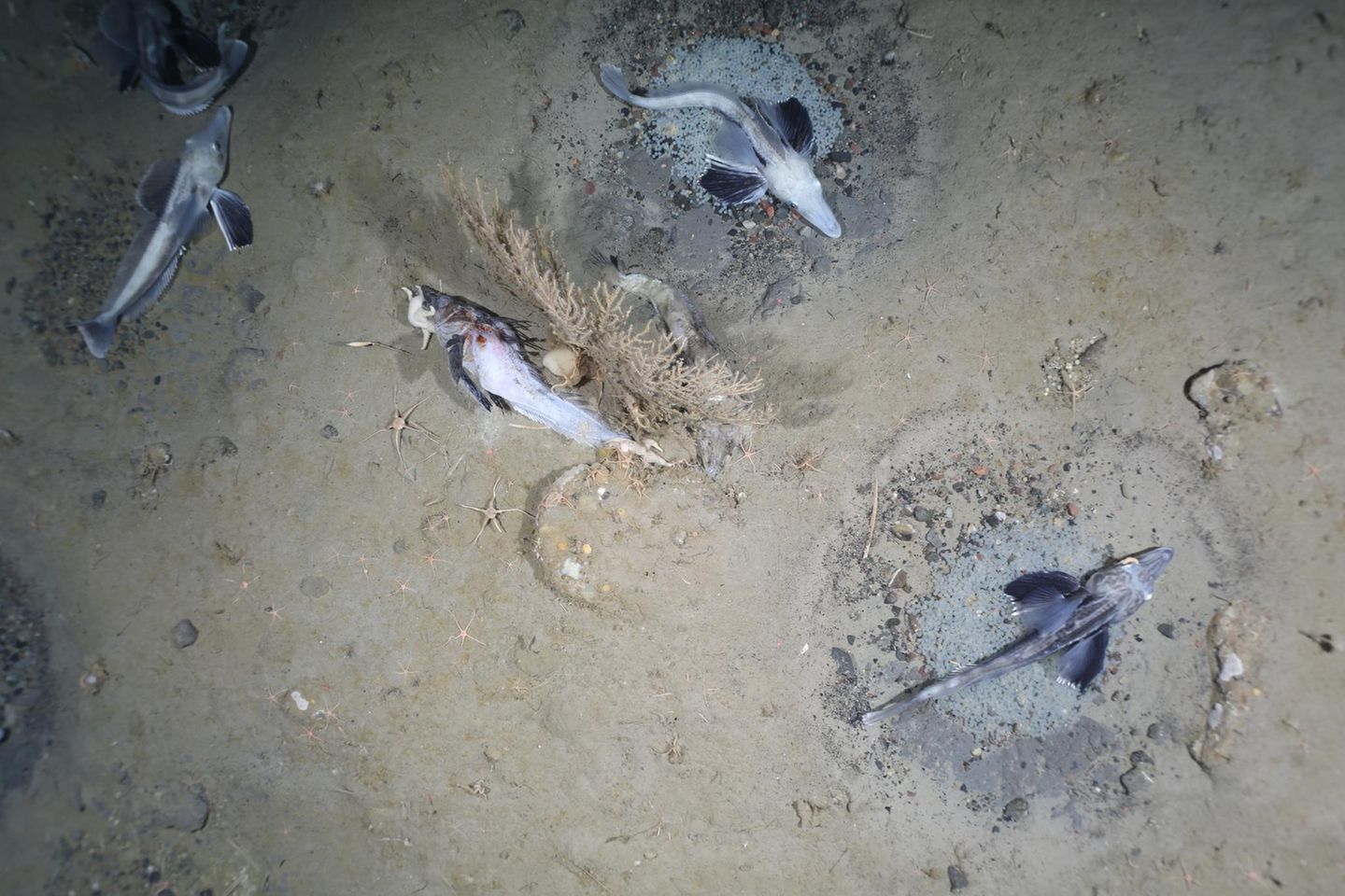 Fischnester im Weddellmeer