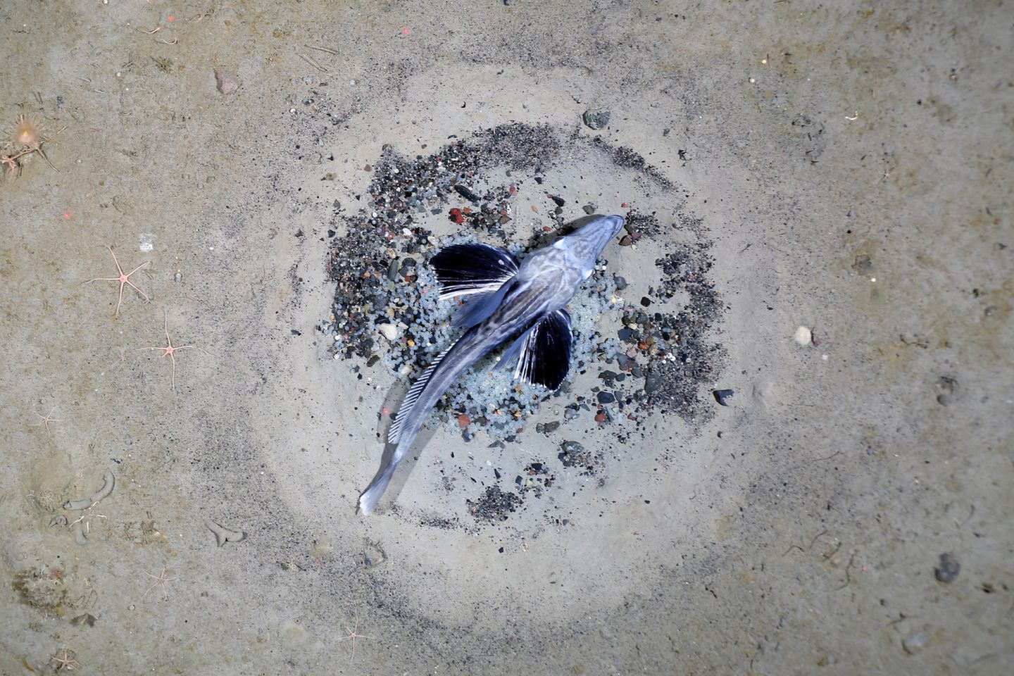 Fisch am Fischnest