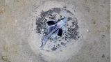 Fisch am Fischnest