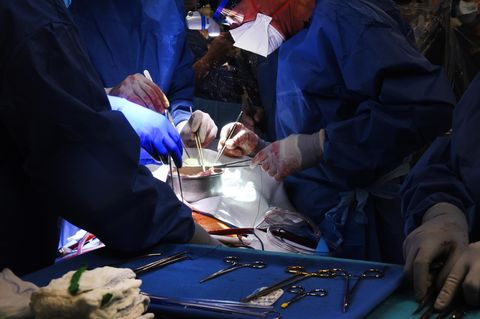Erstmals Schweineherz-Transplantation für einen Menschen