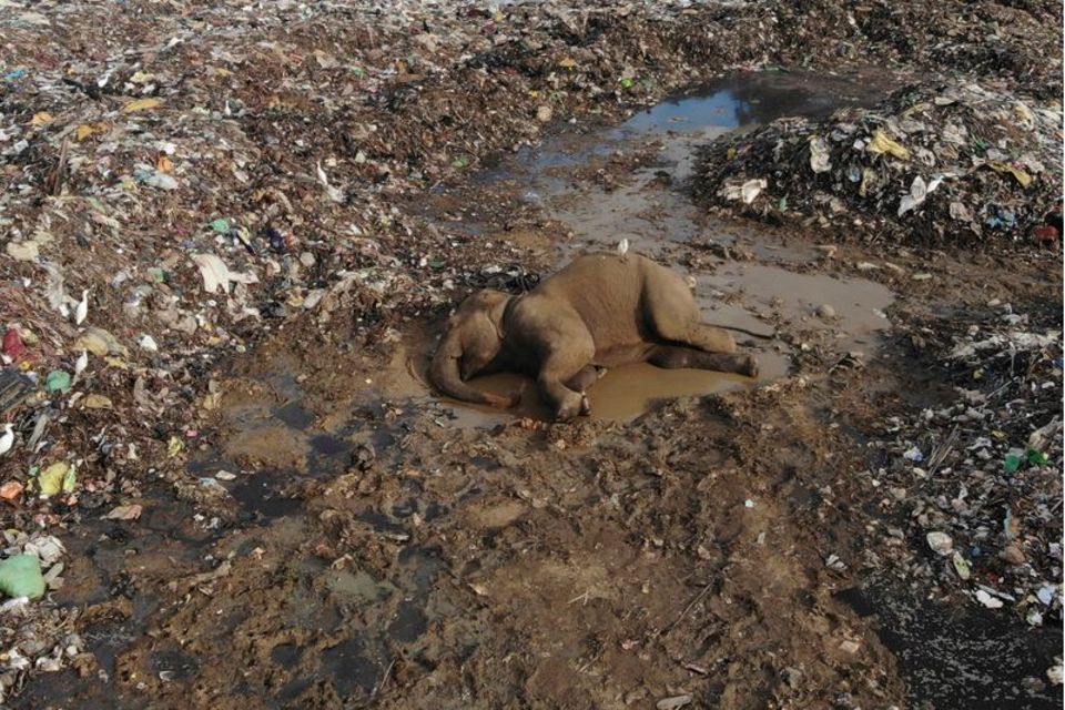 Der Körper eines wilden Elefanten liegt in einer offenen Mülldeponie im Dorf Pallakkadu im Osten Sri Lankas