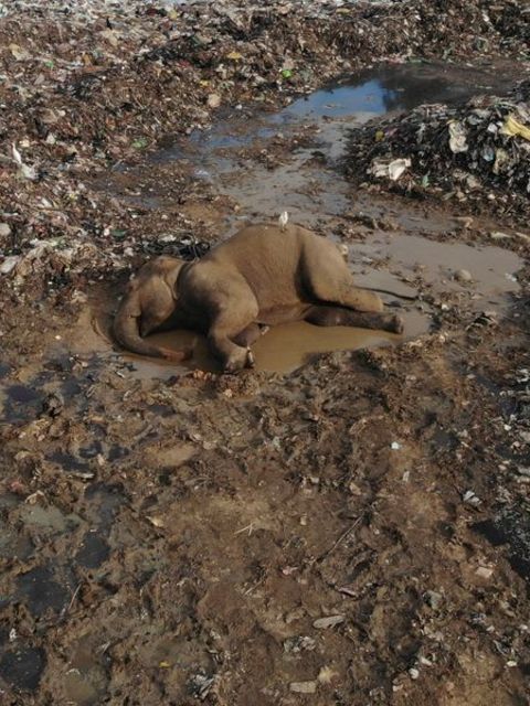 Der Körper eines wilden Elefanten liegt in einer offenen Mülldeponie im Dorf Pallakkadu im Osten Sri Lankas