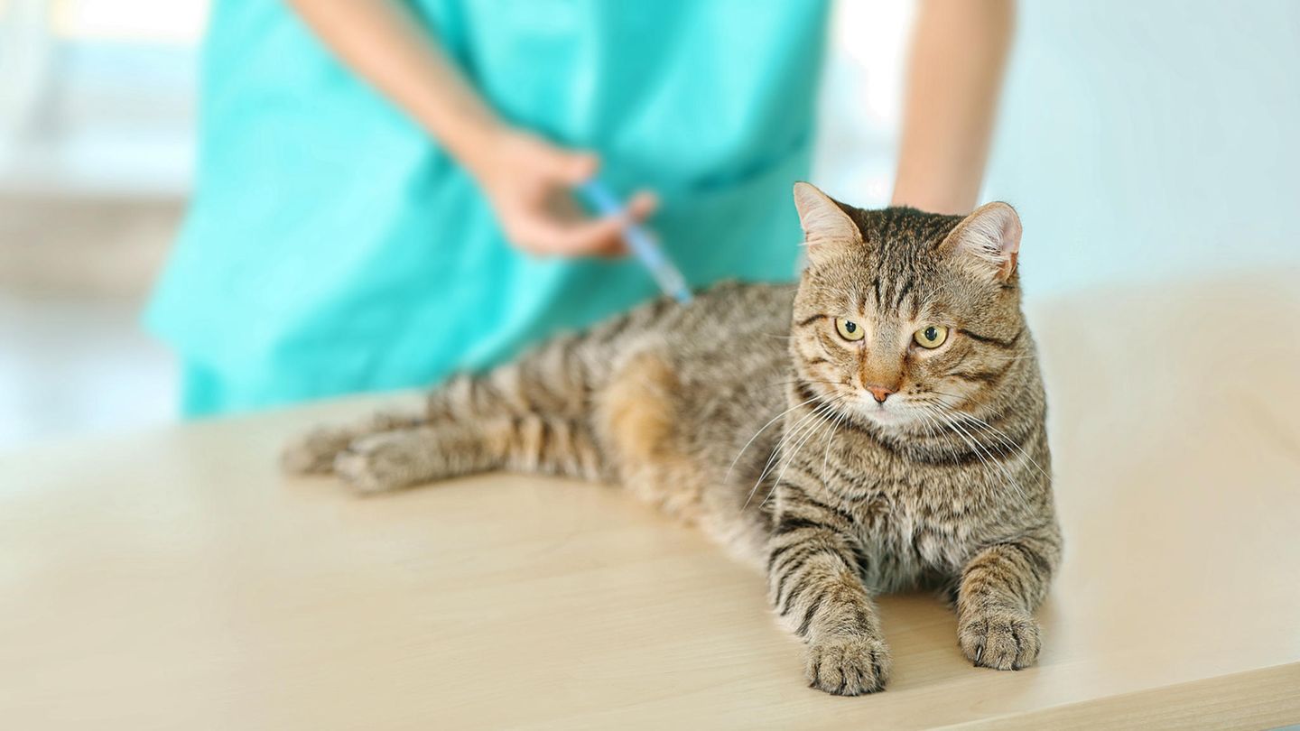 Eine Katze wird beim Tierarzt geimpft