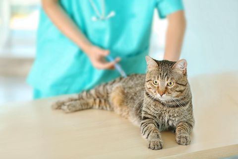 Eine Katze wird beim Tierarzt geimpft