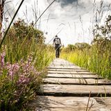 Wanderer läuft über einen Holzbohlenwege im Naturpark Hohes Venn