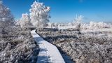 Hohes Venn im Winter im Schnee