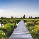 Steg im Hohen Venn in Belgien