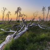 Noir Flohay im Hohen Venn, Belgien