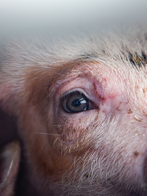 Schweine gelten als sehr intelligente und soziale Tiere. Dieses Ferkel steht auf der Ladefläche eines Lkw im dänischen Sunds, einem Drehkreuz des Viehhandels