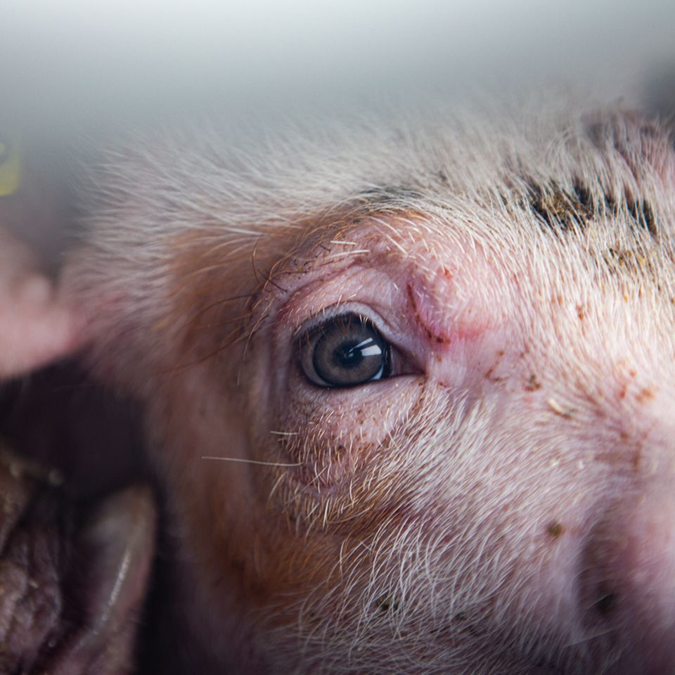 Schweine gelten als sehr intelligente und soziale Tiere. Dieses Ferkel steht auf der Ladefläche eines Lkw im dänischen Sunds, einem Drehkreuz des Viehhandels