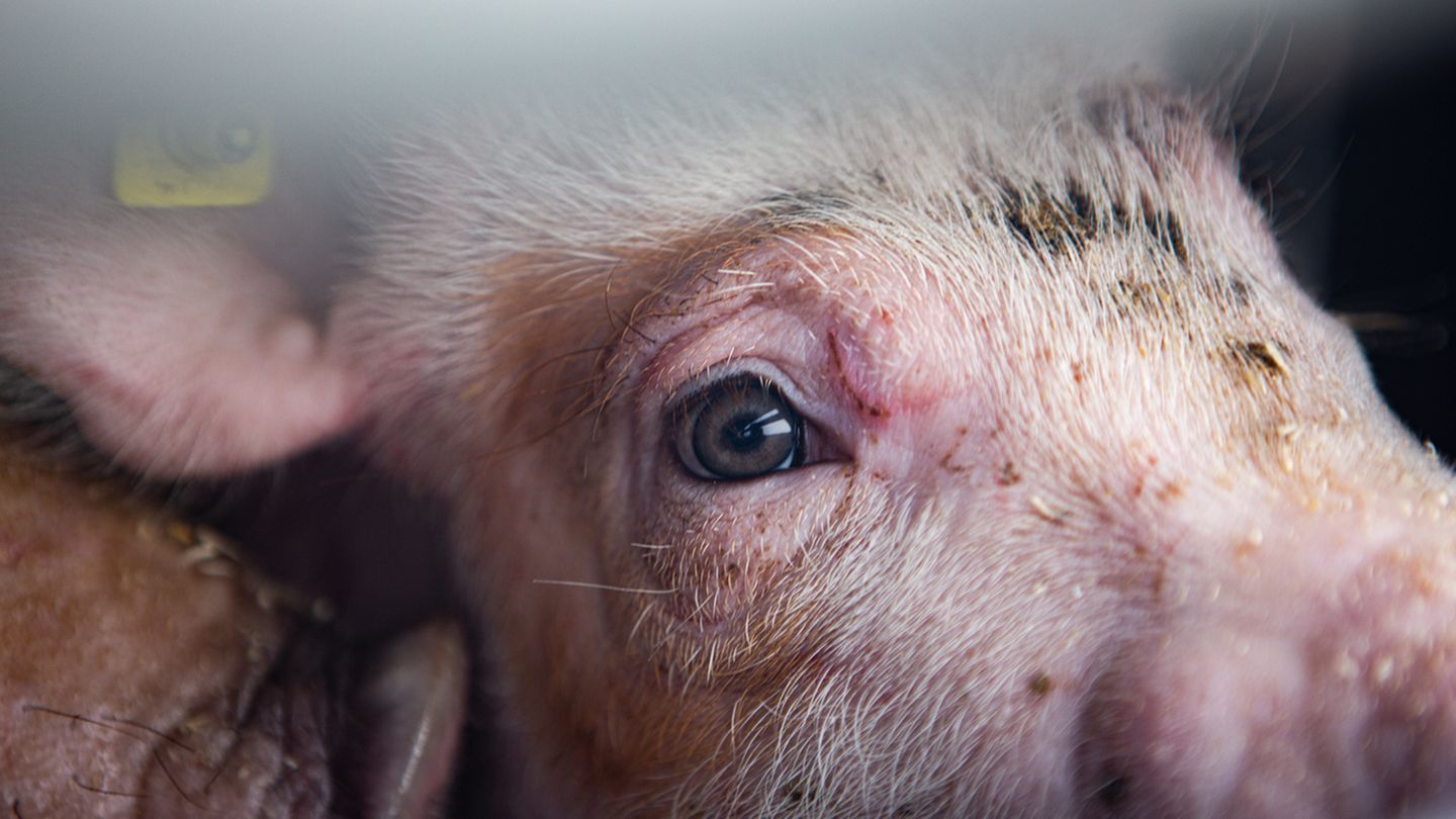 Schweine gelten als sehr intelligente und soziale Tiere. Dieses Ferkel steht auf der Ladefläche eines Lkw im dänischen Sunds, einem Drehkreuz des Viehhandels