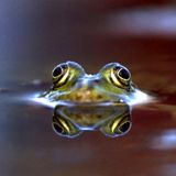 Hat eine besonders empfindliche Netzhaut und kann daher sogar in der Dunkelheit Farben erkennen.