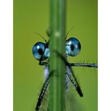 Die Facettenaugen können bei einigen Arten aus bis zu 30 000 Einzelaugen bestehen. Damit nehmen sie jede winzige Regung blitzschnell wahr.