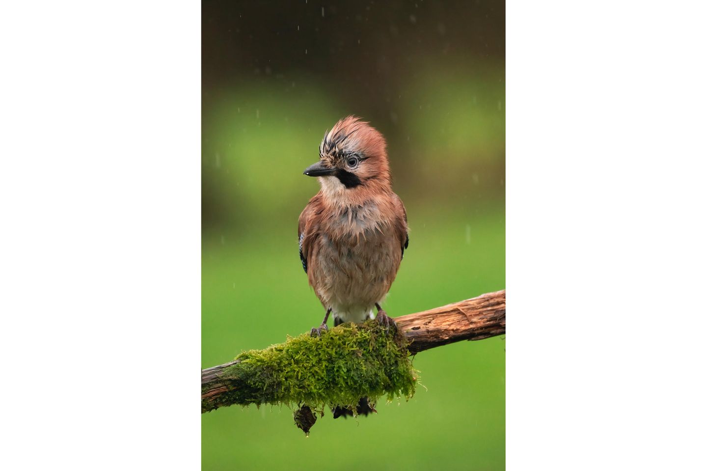 17.01.2022      "Eichelhäher im Regen mit aufgestellter Haube."      Kamera: Sony A7RIII + Sony 200-600mm  Mehr Fotos von Pixsas