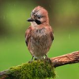 17.01.2022      "Eichelhäher im Regen mit aufgestellter Haube."      Kamera: Sony A7RIII + Sony 200-600mm  Mehr Fotos von Pixsas